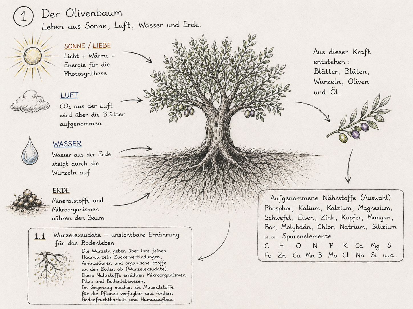 olivenbaum-sonne-luft-wasser-erde.png